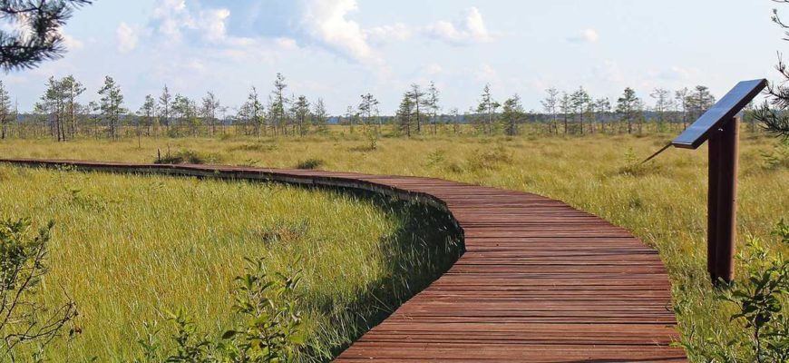 Сестрорецкое болото